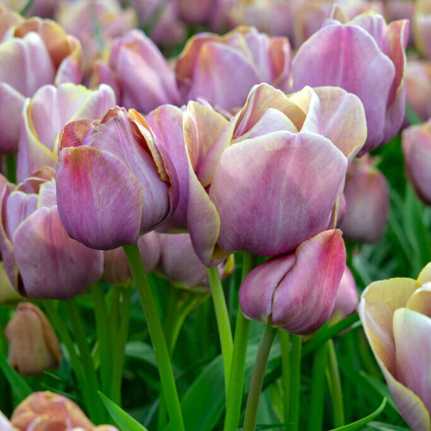 Tulipan 'Blue Heaven'